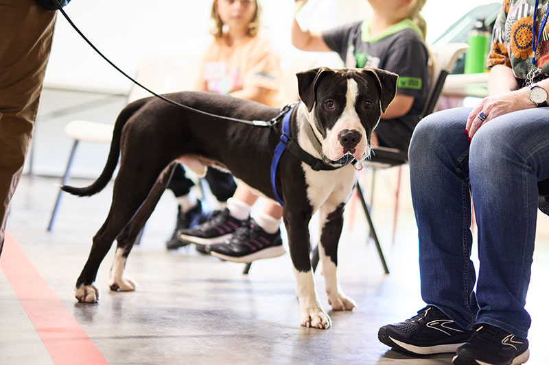 Happy Paws Happy Hearts Defence Families Program RSL Queensland